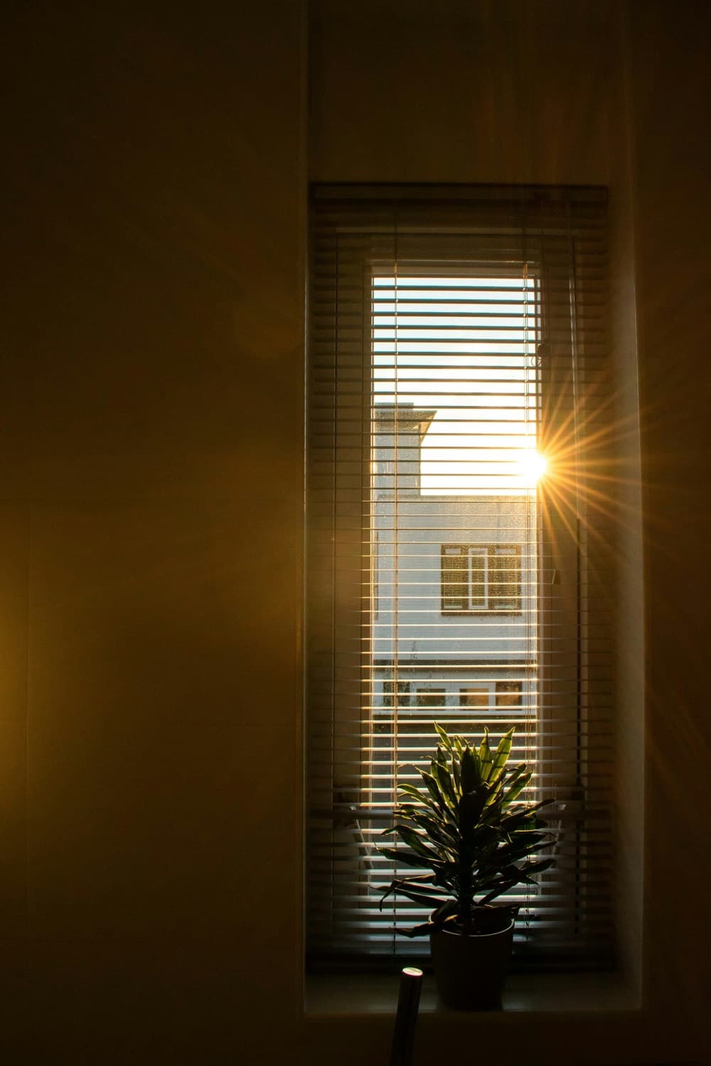 O sol baixo entrando por uma janela de persiana, com uma planta no parapeito.